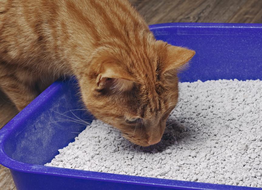 Cat eating 2025 litter sand